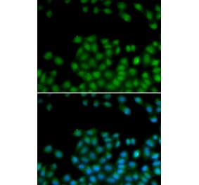 Immunofluorescence - SFRP2 antibody from Signalway Antibody (38648) - Antibodies.com