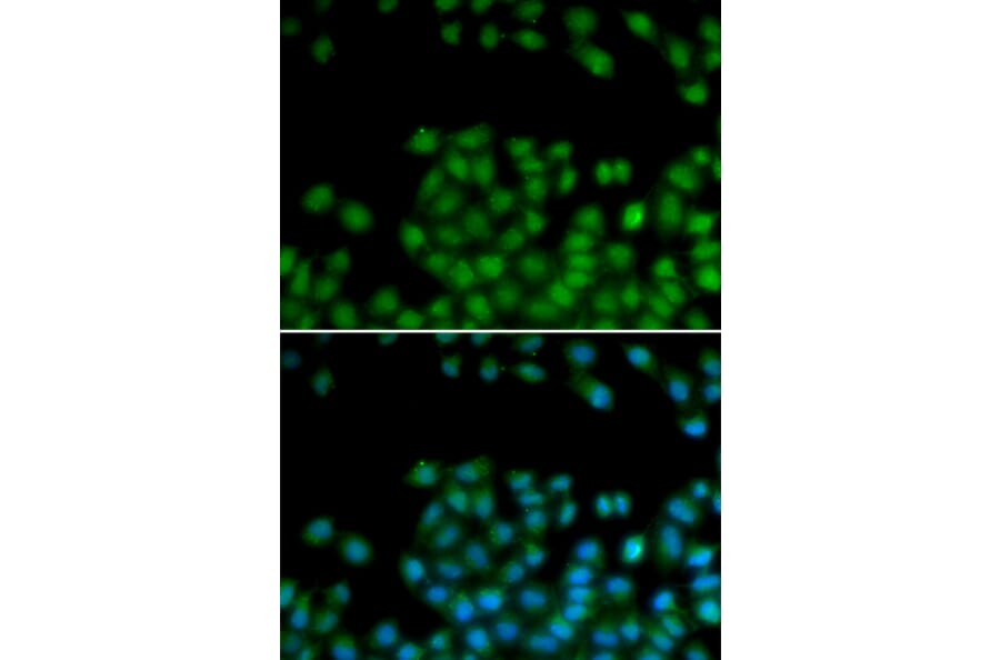Immunofluorescence - SFRP2 antibody from Signalway Antibody (38648) - Antibodies.com
