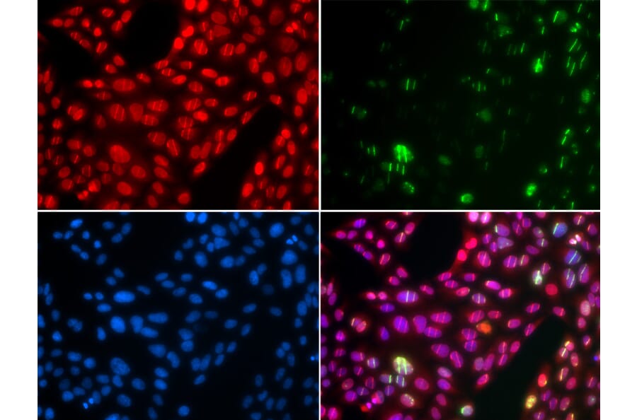 Immunofluorescence - CUL4B antibody from Signalway Antibody (38650) - Antibodies.com
