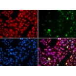 Immunofluorescence - CUL4B antibody from Signalway Antibody (38650) - Antibodies.com