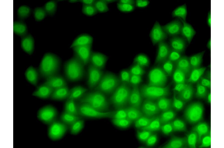 Immunofluorescence - CUL4B antibody from Signalway Antibody (38650) - Antibodies.com