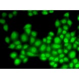 Immunofluorescence - CUL4B antibody from Signalway Antibody (38650) - Antibodies.com