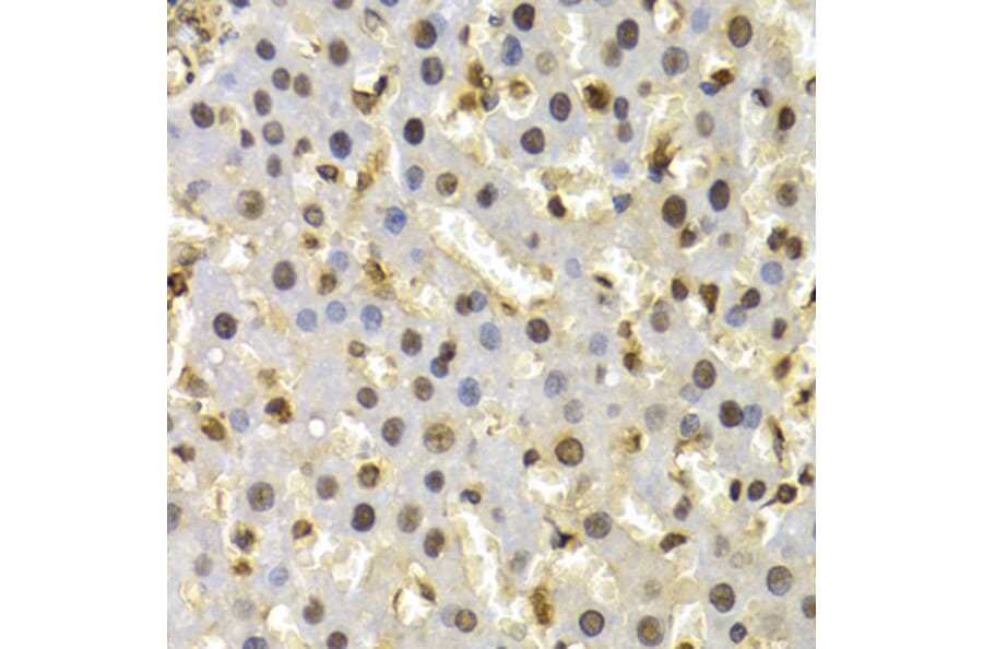 Immunohistochemistry - CUL4B antibody from Signalway Antibody (38650) - Antibodies.com
