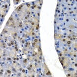 Immunohistochemistry - CUL4B antibody from Signalway Antibody (38650) - Antibodies.com