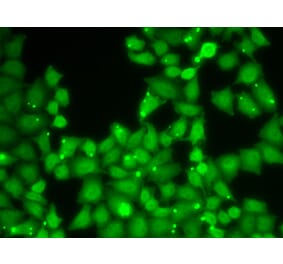 Immunofluorescence - EIF3E antibody from Signalway Antibody (38657) - Antibodies.com