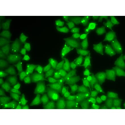 Immunofluorescence - EIF3E antibody from Signalway Antibody (38657) - Antibodies.com