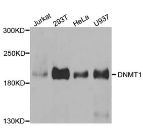Western blot - Dnmt1 antibody from Signalway Antibody (38665) - Antibodies.com
