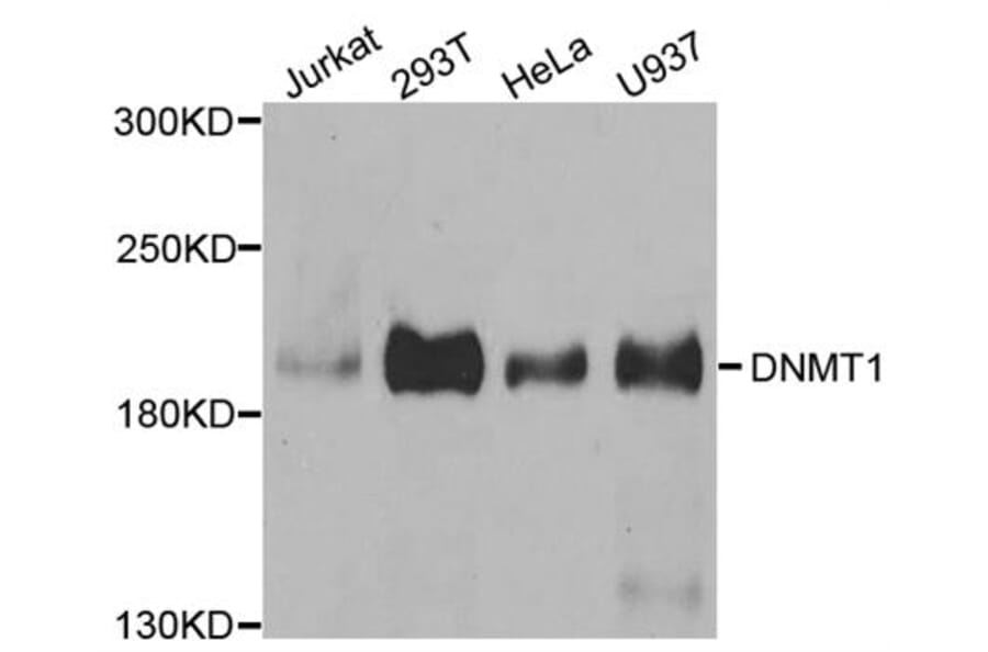 Western blot - Dnmt1 antibody from Signalway Antibody (38665) - Antibodies.com