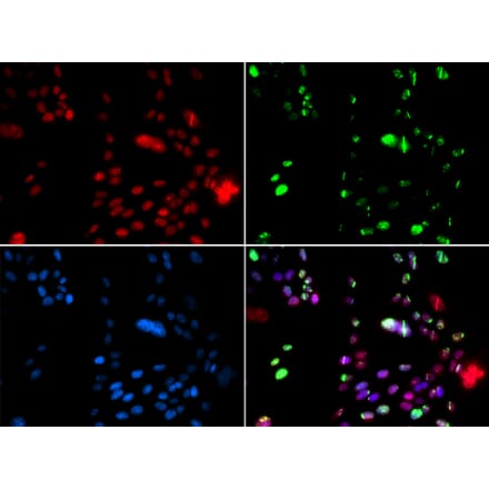 Immunofluorescence - PIAS1 antibody from Signalway Antibody (38687) - Antibodies.com