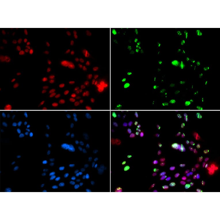 Immunofluorescence - PIAS1 antibody from Signalway Antibody (38687) - Antibodies.com