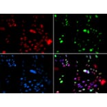 Immunofluorescence - PIAS1 antibody from Signalway Antibody (38687) - Antibodies.com