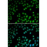 Immunofluorescence - PIAS1 antibody from Signalway Antibody (38687) - Antibodies.com