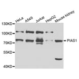 Western blot - PIAS1 antibody from Signalway Antibody (38687) - Antibodies.com