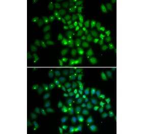 Immunofluorescence - PCGF6 antibody from Signalway Antibody (38689) - Antibodies.com