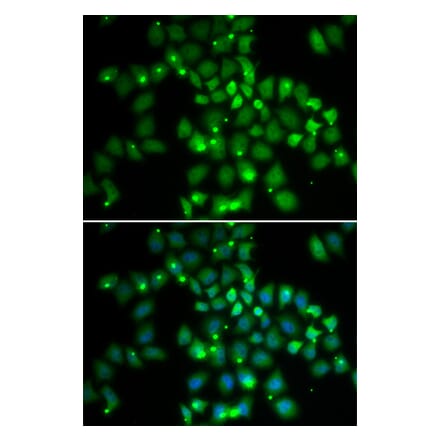 Immunofluorescence - PCGF6 antibody from Signalway Antibody (38689) - Antibodies.com