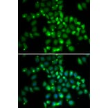 Immunofluorescence - PCGF6 antibody from Signalway Antibody (38689) - Antibodies.com