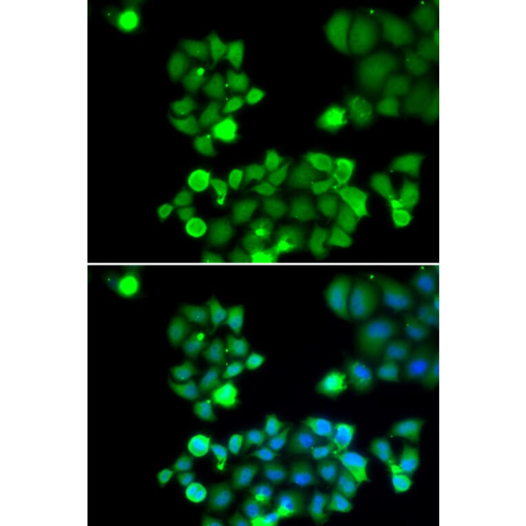 Immunofluorescence - NEIL1 antibody from Signalway Antibody (38695) - Antibodies.com