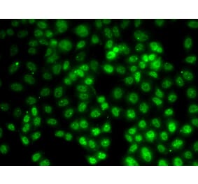 Immunofluorescence - PRMT2 antibody from Signalway Antibody (38696) - Antibodies.com