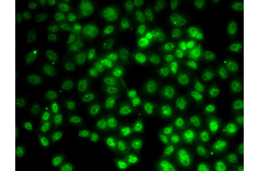 Immunofluorescence - PRMT2 antibody from Signalway Antibody (38696) - Antibodies.com