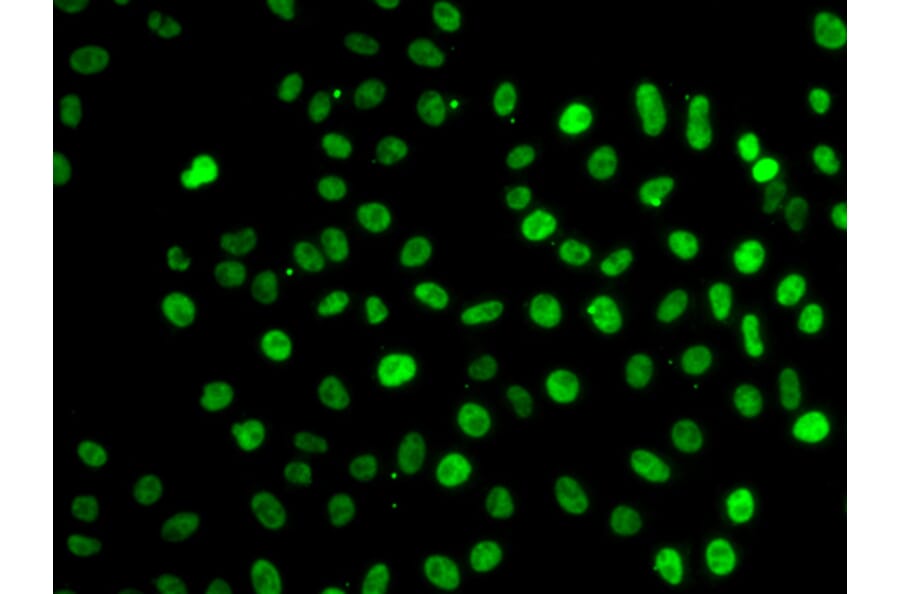 Immunofluorescence - SF3B2 antibody from Signalway Antibody (38701) - Antibodies.com