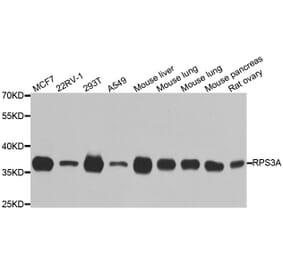 Western blot - RPS3A antibody from Signalway Antibody (38708) - Antibodies.com
