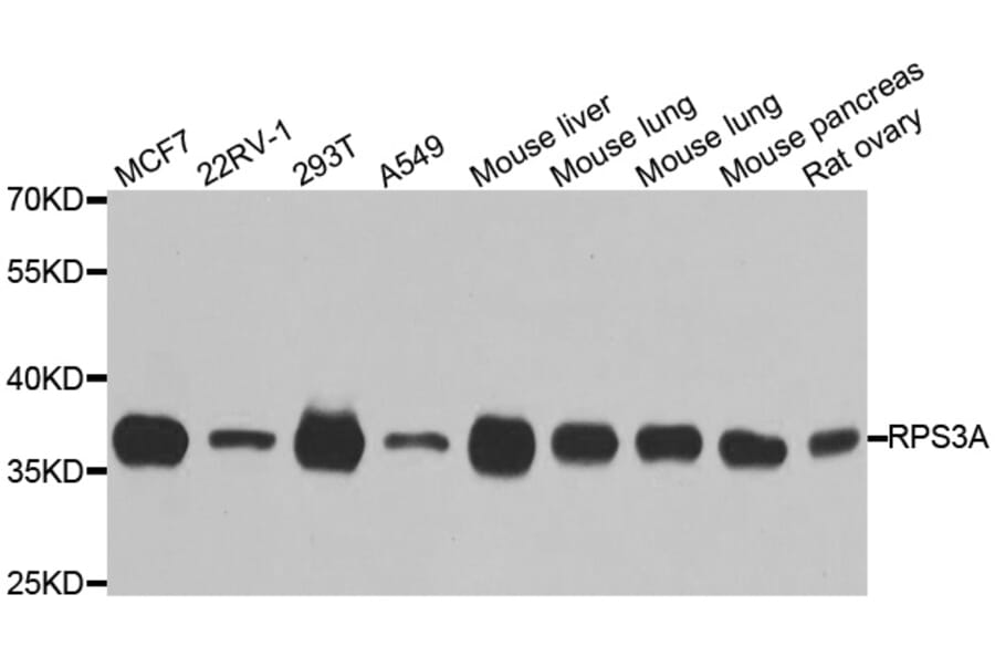 Western blot - RPS3A antibody from Signalway Antibody (38708) - Antibodies.com