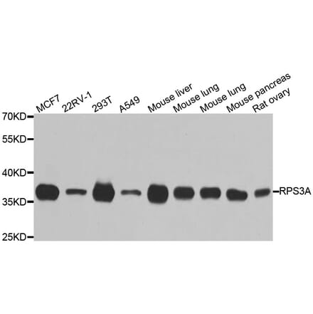 Western blot - RPS3A antibody from Signalway Antibody (38708) - Antibodies.com