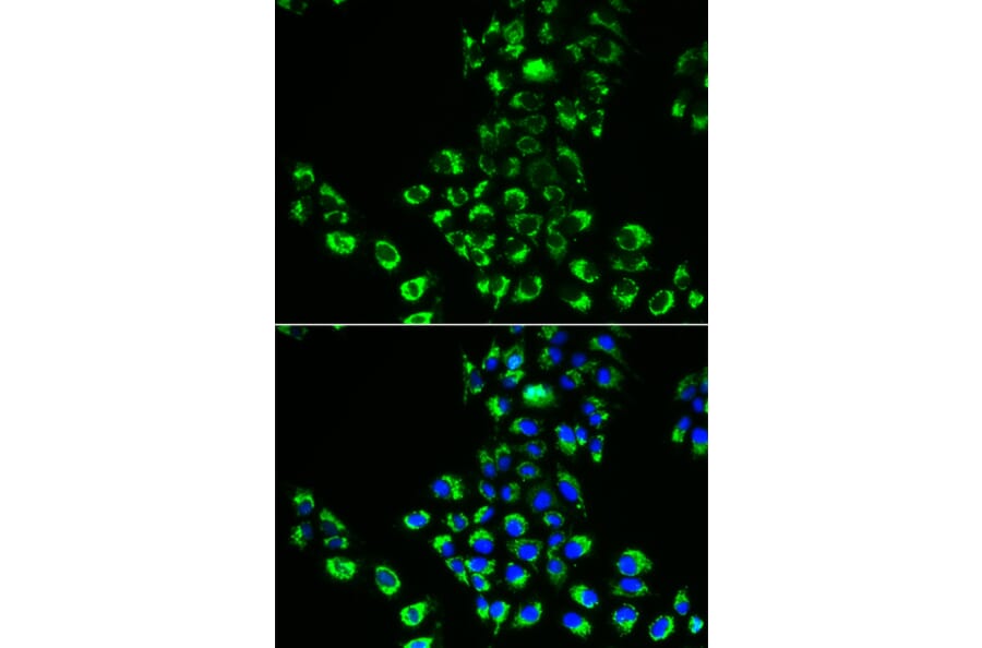 Immunofluorescence - EIF5B antibody from Signalway Antibody (38709) - Antibodies.com
