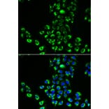 Immunofluorescence - EIF5B antibody from Signalway Antibody (38709) - Antibodies.com