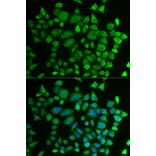 Immunofluorescence - P4HTM antibody from Signalway Antibody (38732) - Antibodies.com