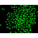 Immunofluorescence - CTCFL antibody from Signalway Antibody (38735) - Antibodies.com