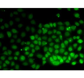 Immunofluorescence - HMGN2 antibody from Signalway Antibody (38738) - Antibodies.com
