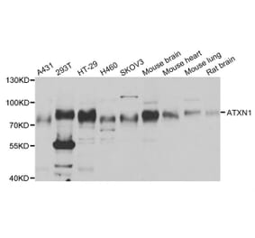 Western blot - ATXN1 antibody from Signalway Antibody (38754) - Antibodies.com