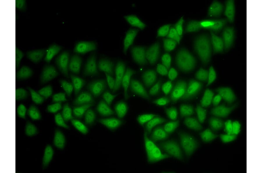 Immunofluorescence - ATXN1 antibody from Signalway Antibody (38754) - Antibodies.com