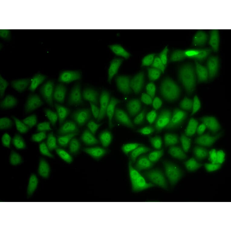Immunofluorescence - ATXN1 antibody from Signalway Antibody (38754) - Antibodies.com