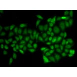 Immunofluorescence - ATXN1 antibody from Signalway Antibody (38754) - Antibodies.com
