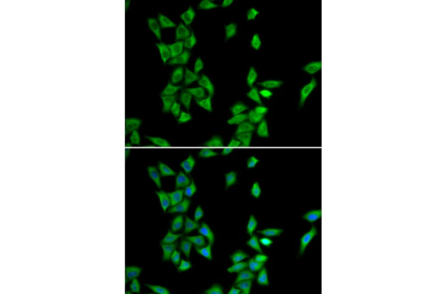Immunofluorescence - ANXA4 antibody from Signalway Antibody (38790) - Antibodies.com