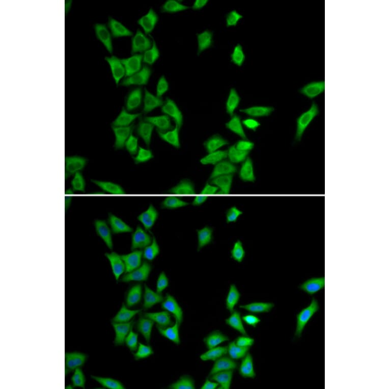 Immunofluorescence - ANXA4 antibody from Signalway Antibody (38790) - Antibodies.com