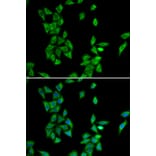 Immunofluorescence - ANXA4 antibody from Signalway Antibody (38790) - Antibodies.com