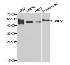 Western blot - BNIP2 antibody from Signalway Antibody (38791) - Antibodies.com