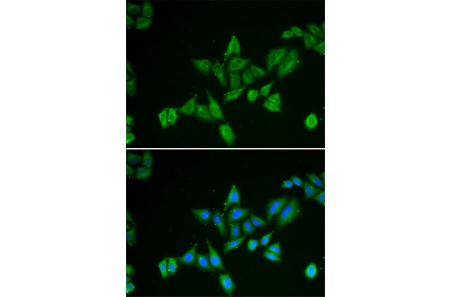Immunofluorescence - BNIP2 antibody from Signalway Antibody (38791) - Antibodies.com
