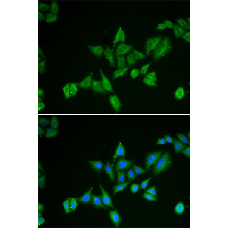 Immunofluorescence - BNIP2 antibody from Signalway Antibody (38791) - Antibodies.com