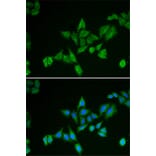 Immunofluorescence - BNIP2 antibody from Signalway Antibody (38791) - Antibodies.com