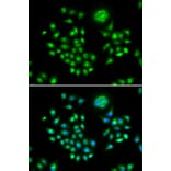 Immunofluorescence - AGFG1 antibody from Signalway Antibody (38801) - Antibodies.com