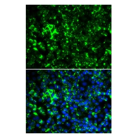 Immunofluorescence - KCNA2 antibody from Signalway Antibody (38802) - Antibodies.com