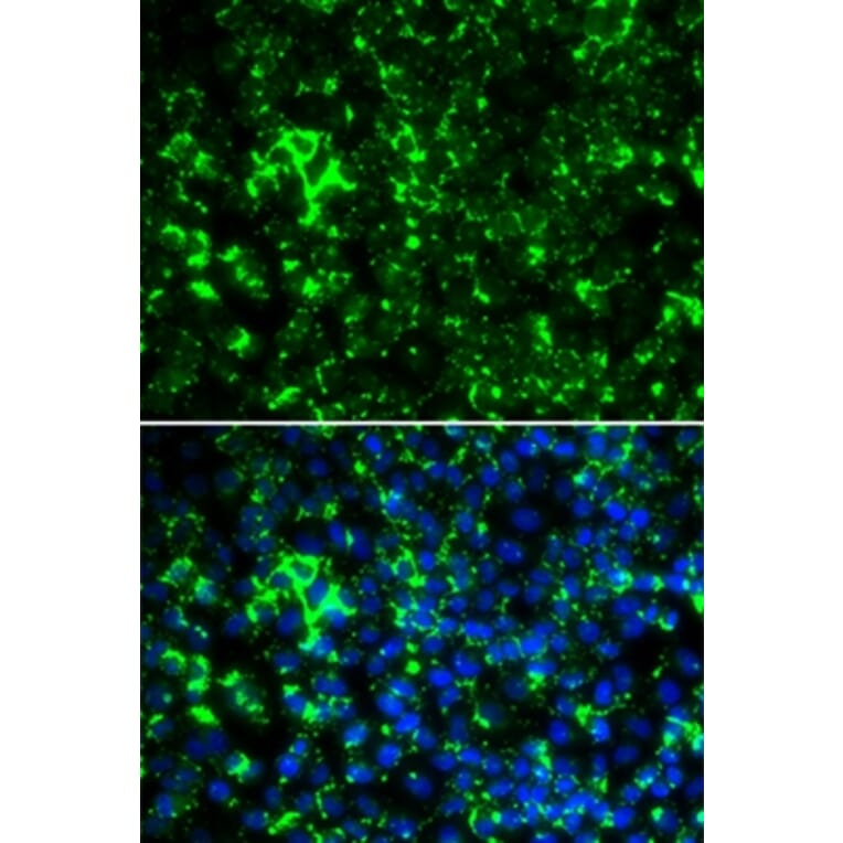 Immunofluorescence - KCNA2 antibody from Signalway Antibody (38802) - Antibodies.com