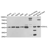 Western blot - OXA1L antibody from Signalway Antibody (38806) - Antibodies.com