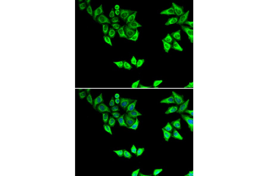 Immunofluorescence - OXA1L antibody from Signalway Antibody (38806) - Antibodies.com