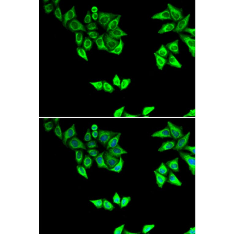 Immunofluorescence - OXA1L antibody from Signalway Antibody (38806) - Antibodies.com