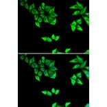 Immunofluorescence - OXA1L antibody from Signalway Antibody (38806) - Antibodies.com